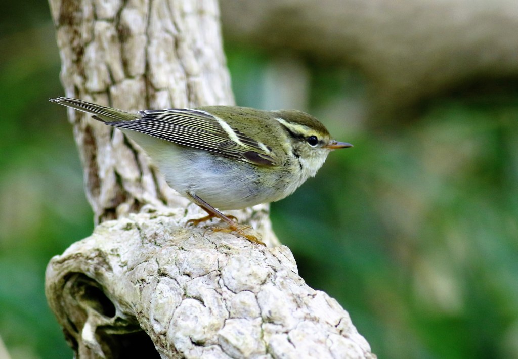 Yellow-browed Warbler in&nbsp;Cumbria