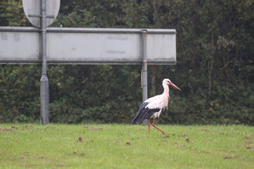 White Storks in&nbsp;Cumbria