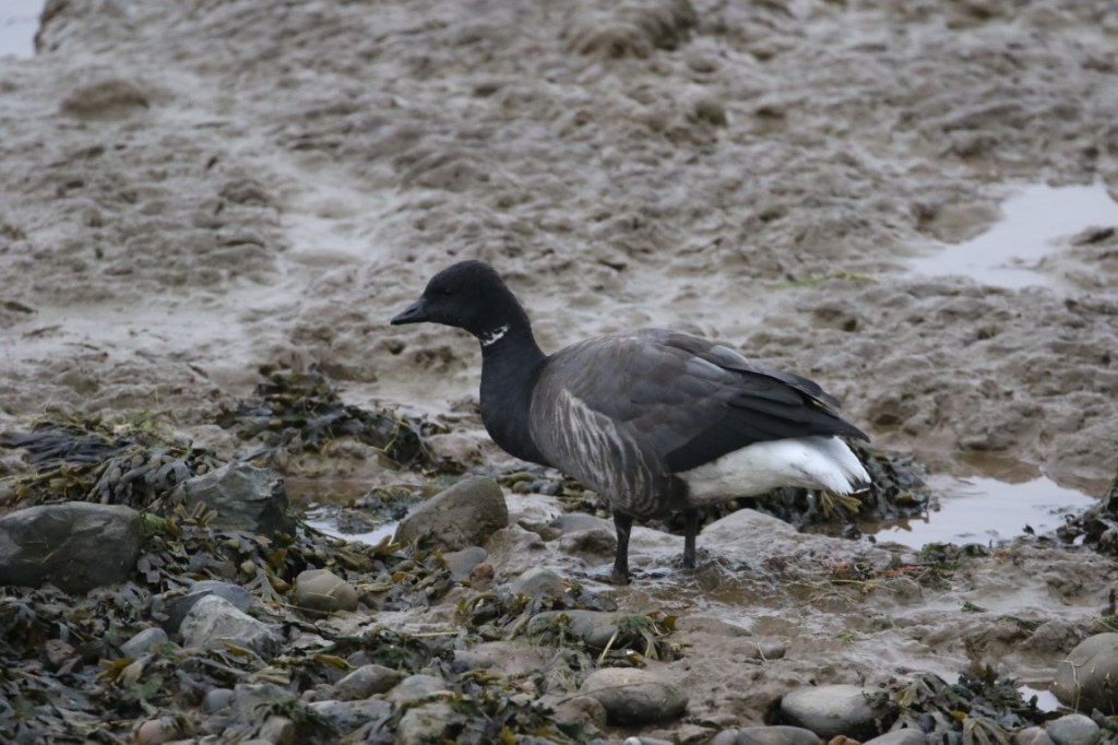 Dark-bellied brent goose