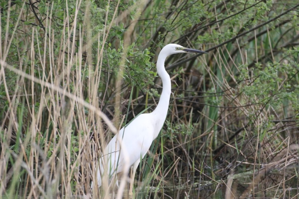 Great White Egret