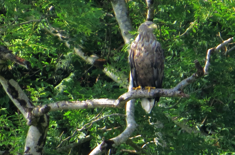 Plans to bring white-tailed eagles back to Cumbria