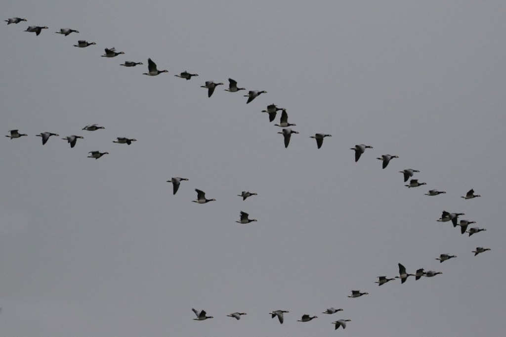 Naturalised Barnacle Geese in the&nbsp;UK