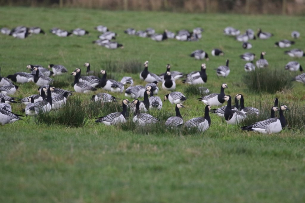 From Arctic Ice to Solway&nbsp;Shores