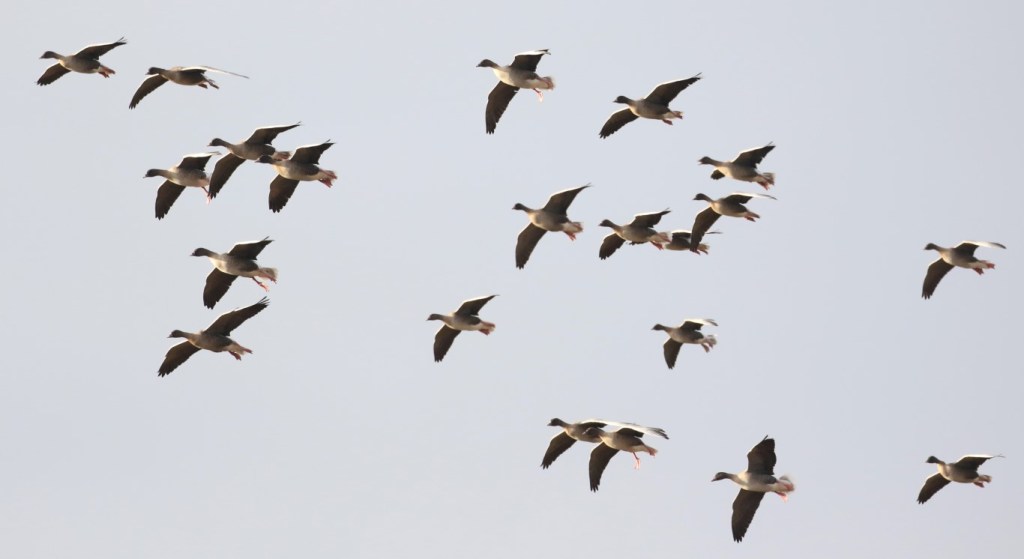 Pink-footed on the Morecambe Bay & Duddon Estuary&nbsp;SPA
