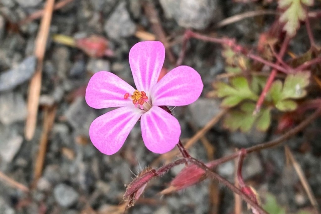 Herb Robert