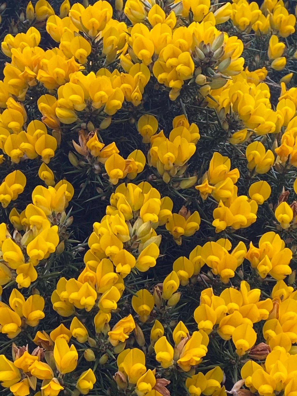 Gorse
