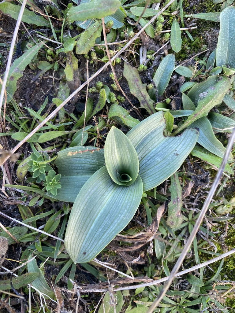Lifecycle of Bee Orchids in&nbsp;Cumbria