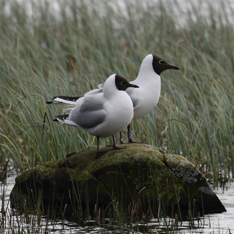 Black-headed Gull 202C