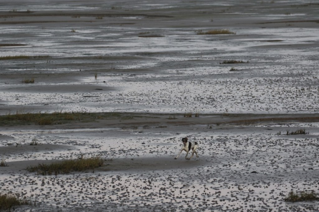 Natural England Seeks Public Feedback on Dog Lead Restrictions at Walney&nbsp;Coast