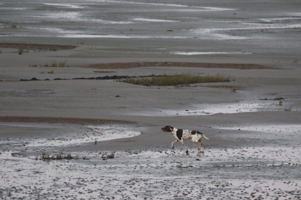 The Impact of Dogs Chasing Birds on Protected SPA Saltmarsh&nbsp;Ecosystems