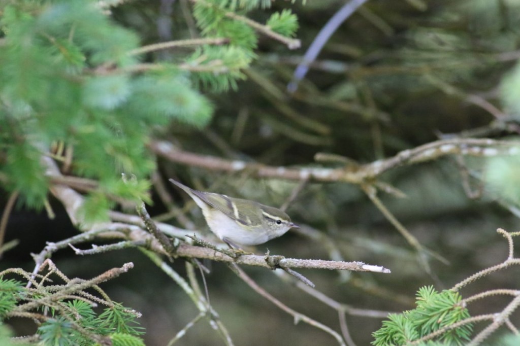 Unraveling the Mystery of Siberian Warblers in Europe: New Research Sheds Light on Yellow-browed Warbler and Siberian Chiffchaff Migration&nbsp;Patterns
