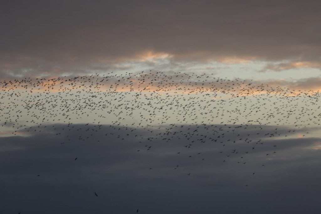 Why Golden Plovers Flock in Large Numbers in the UK During&nbsp;Winter