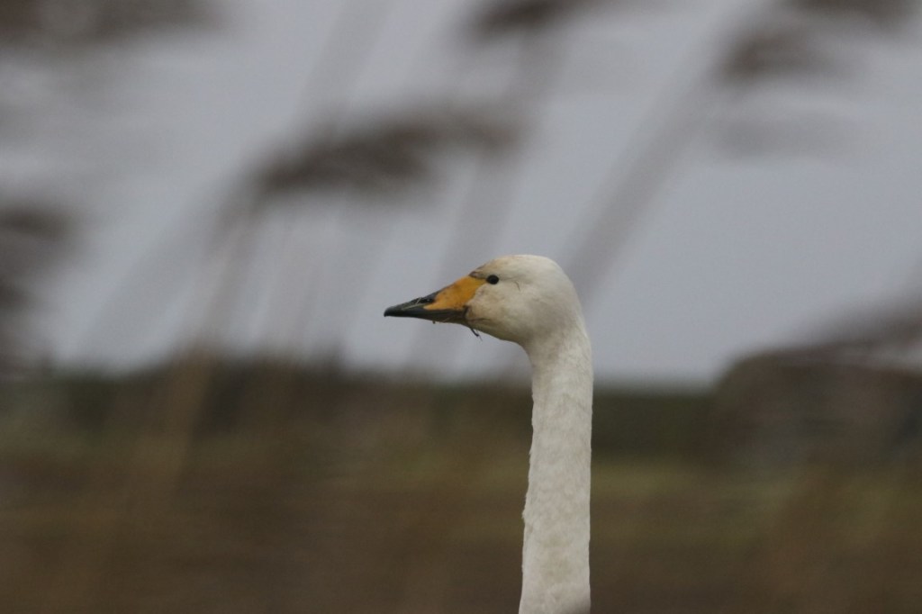 Whooper Swans