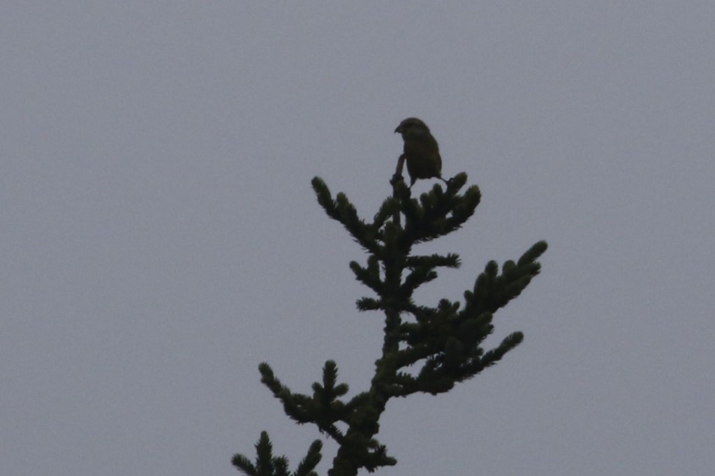 Looking for Common Crossbill in&nbsp;Cumbria