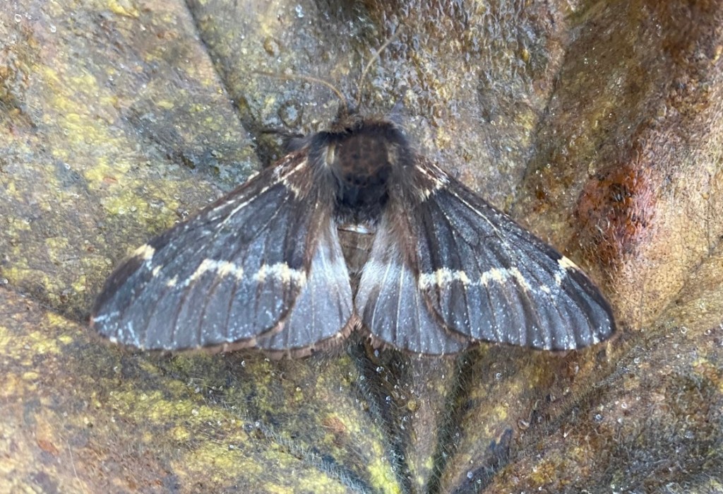 December Moth