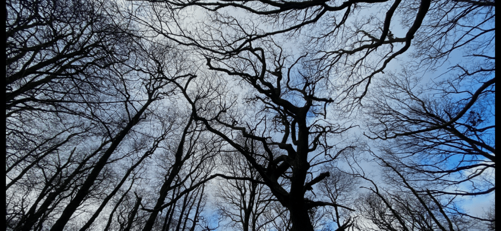 Cumbrian Winter Woodland