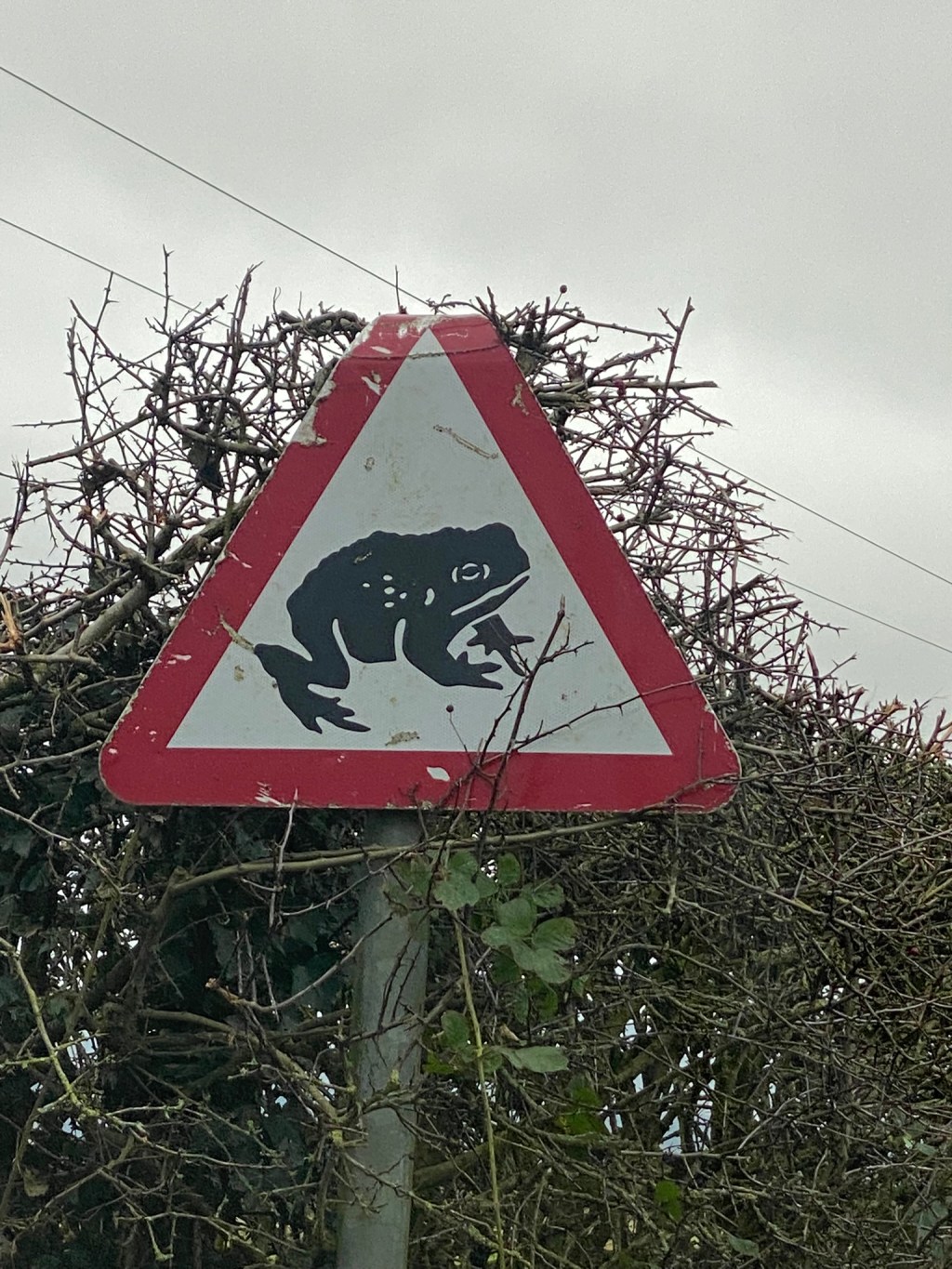 Watch Out for&nbsp;Toads