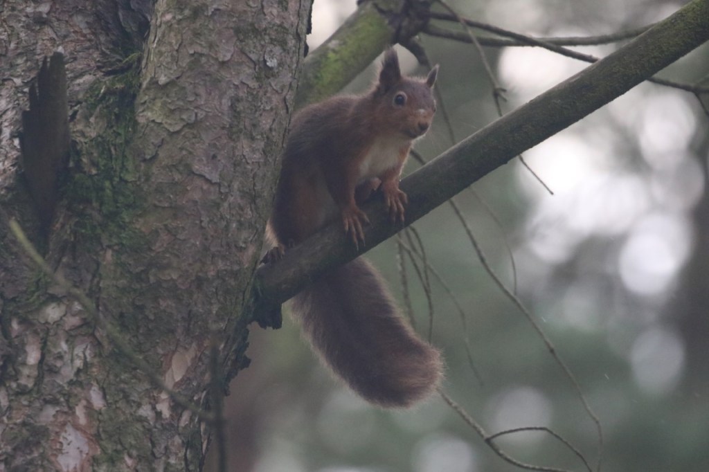 Red Squirrels in&nbsp;Cumbria