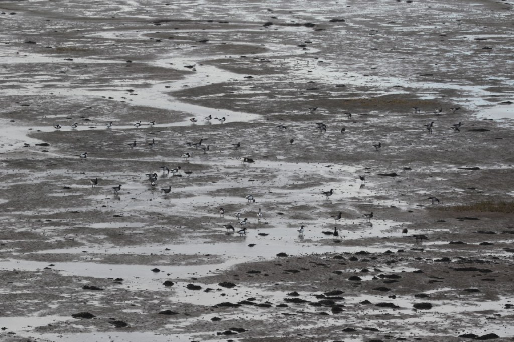 Pale-bellied Brent Geese in&nbsp;Cumbria