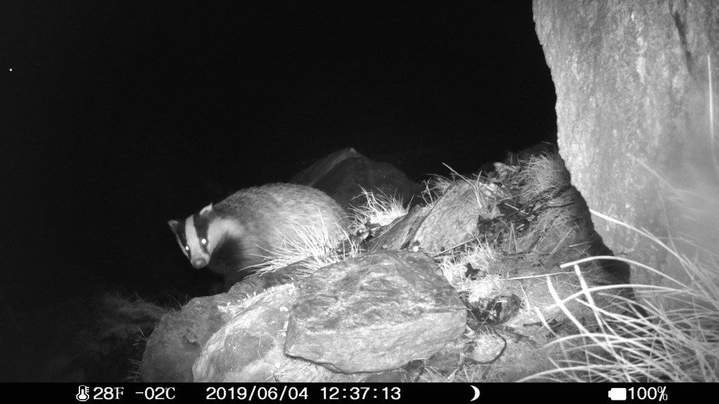 Winter Time for&nbsp;Badgers