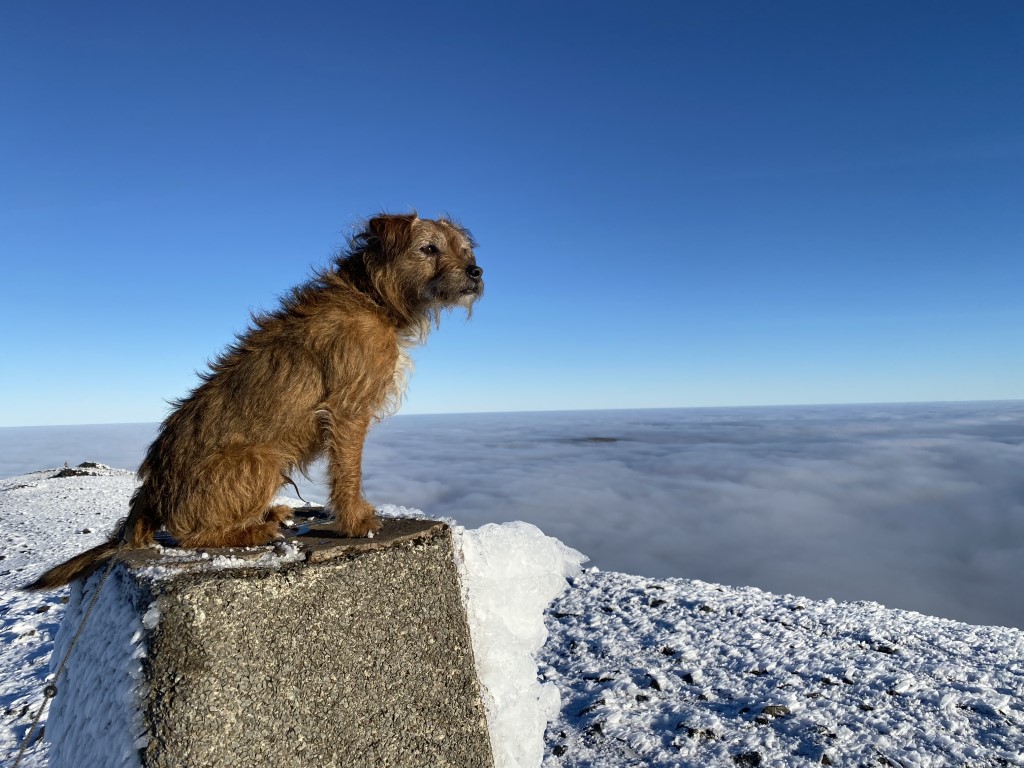 The Lake District Needs Dog Parks….