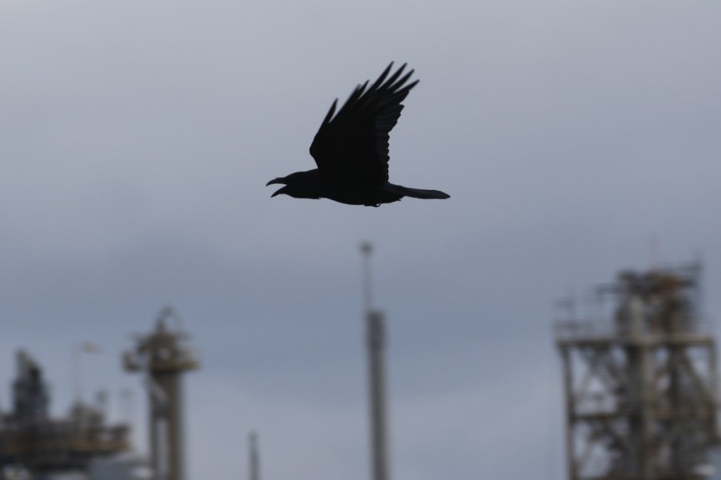 Ravens; Early breeding&nbsp;species…