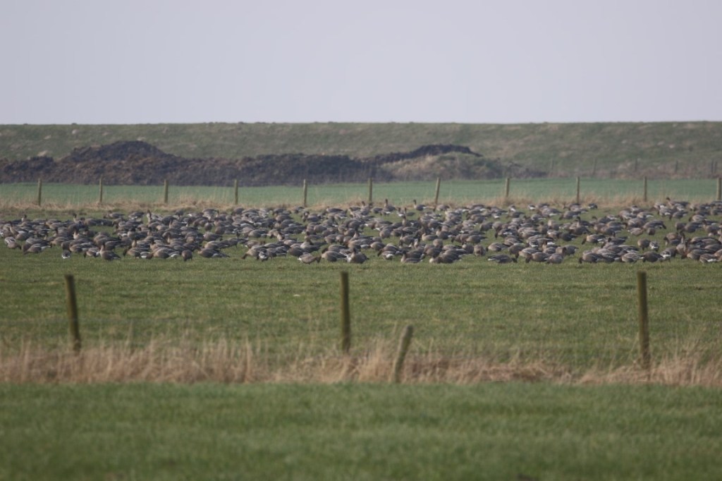 Lancashire and Pink-footed&nbsp;Geese