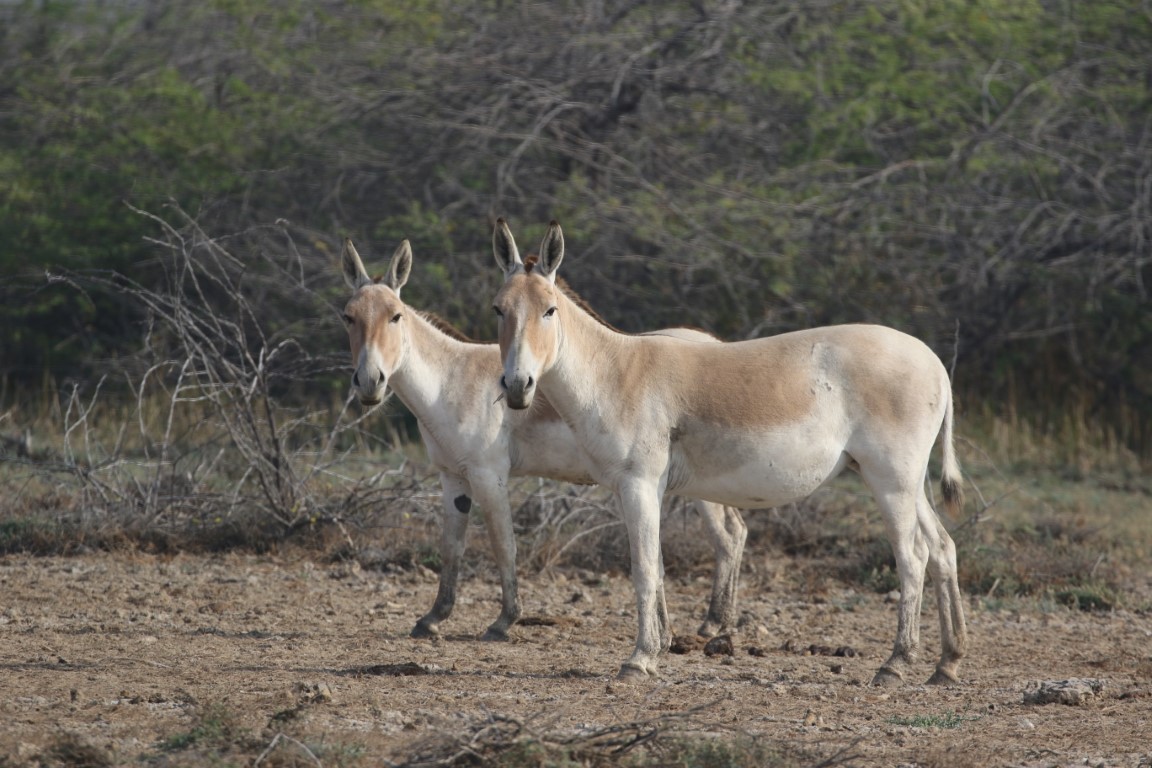 The Indian Wild Ass: The Enduring Spirit of the Rann – Andrew Chick Ecology
