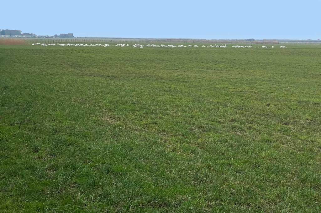 Bewick Swan’s in&nbsp;Lancaster