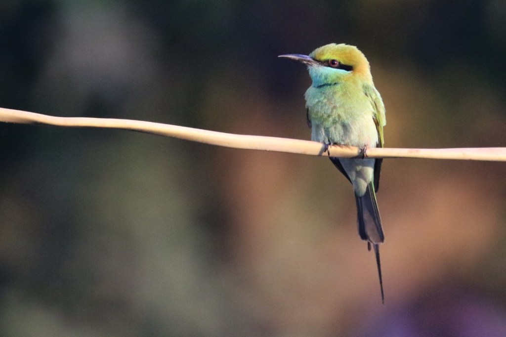 Asian Green Bee-eater