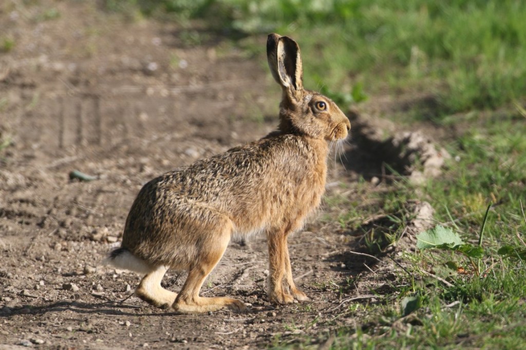 Brown Hare