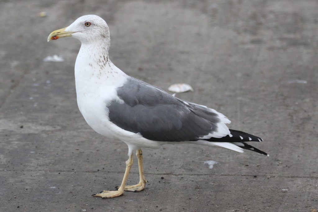 ID of Heuglin’s Gull (Larus fuscus&nbsp;heuglini)