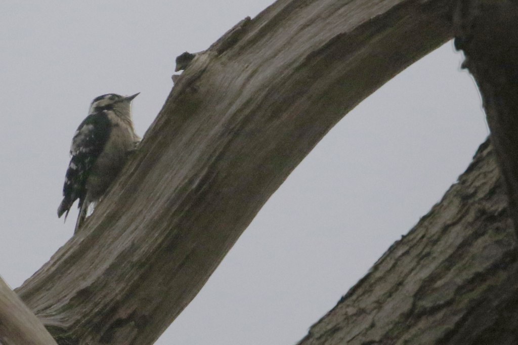 Will I ever see a Lesser Spotted Woodpecker&nbsp;again?