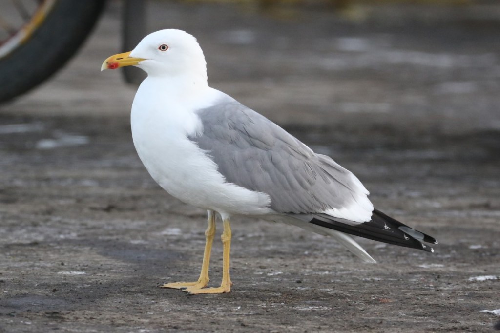 Steppe Gull