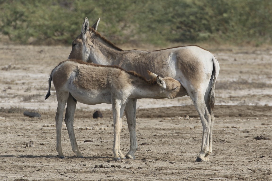 The Indian Wild Ass: The Enduring Spirit of the Rann – Andrew Chick Ecology