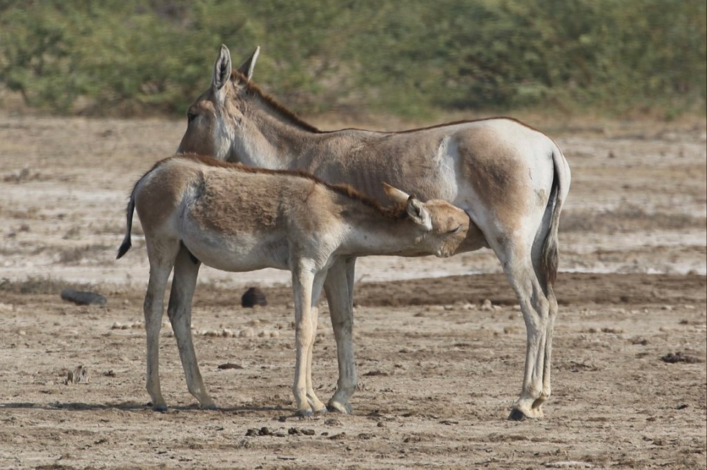The Indian Wild Ass: The Enduring Spirit of the&nbsp;Rann
