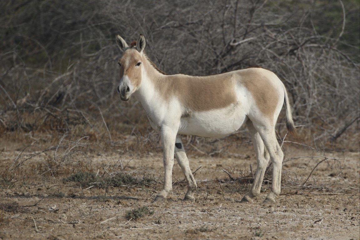 The Indian Wild Ass: The Enduring Spirit of the Rann – Andrew Chick Ecology