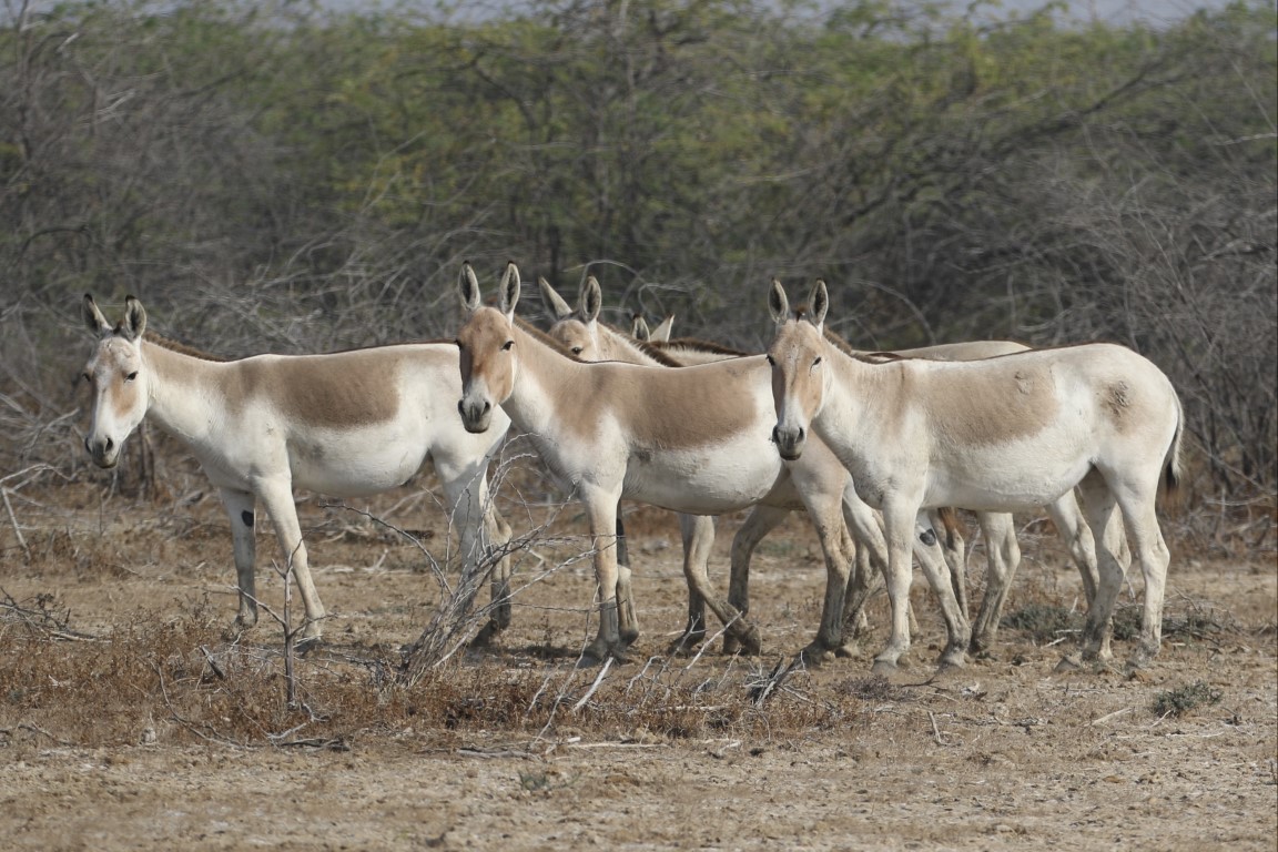 The Indian Wild Ass: The Enduring Spirit of the Rann – Andrew Chick Ecology