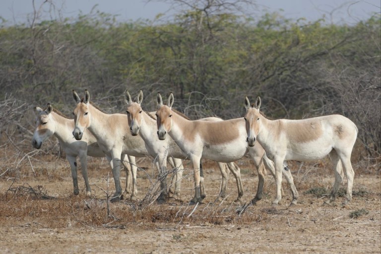 The Indian Wild Ass: The Enduring Spirit of the Rann – Andrew Chick Ecology
