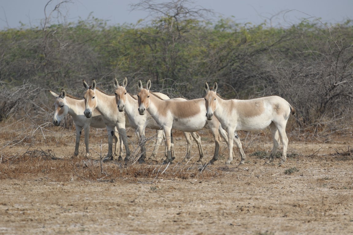 The Indian Wild Ass: The Enduring Spirit of the Rann – Andrew Chick Ecology