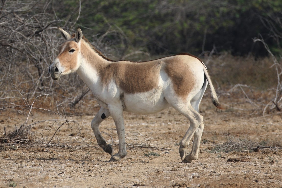 The Indian Wild Ass: The Enduring Spirit of the Rann – Andrew Chick Ecology
