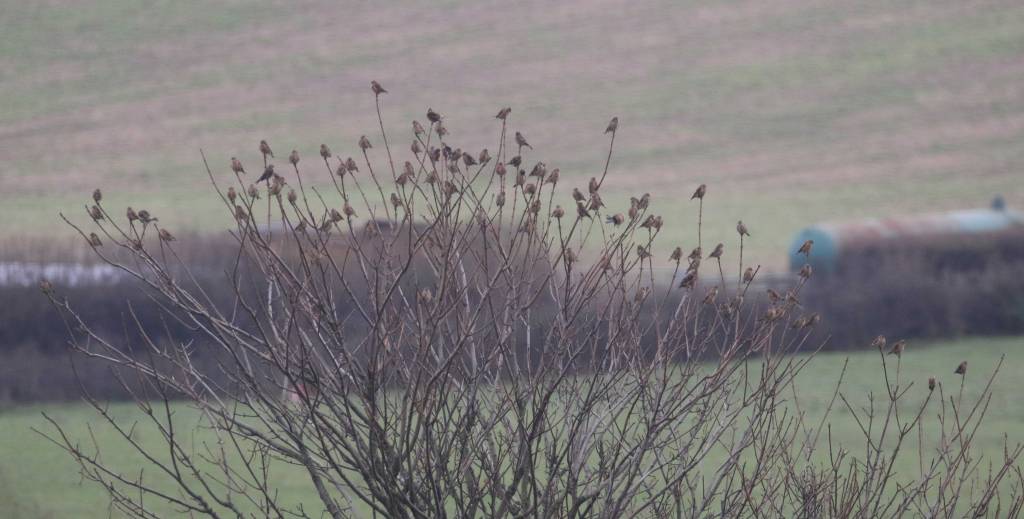 How many Linnets…