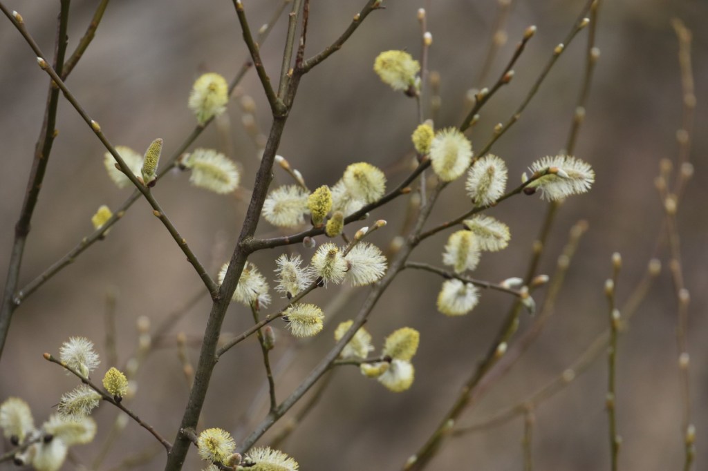 The Willows of Cumbria: A Haven for&nbsp;Pollinators