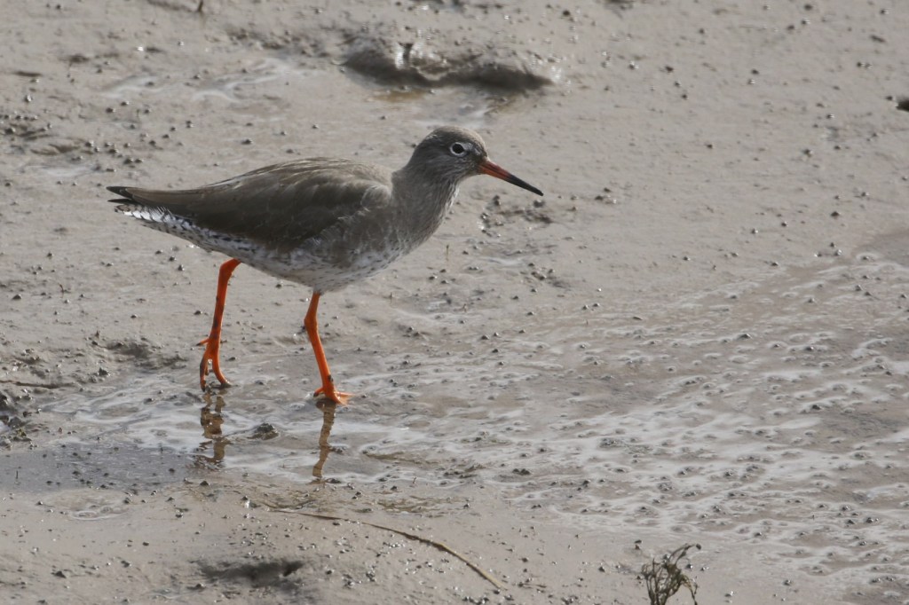 The Status of Redshank in South&nbsp;Cumbria