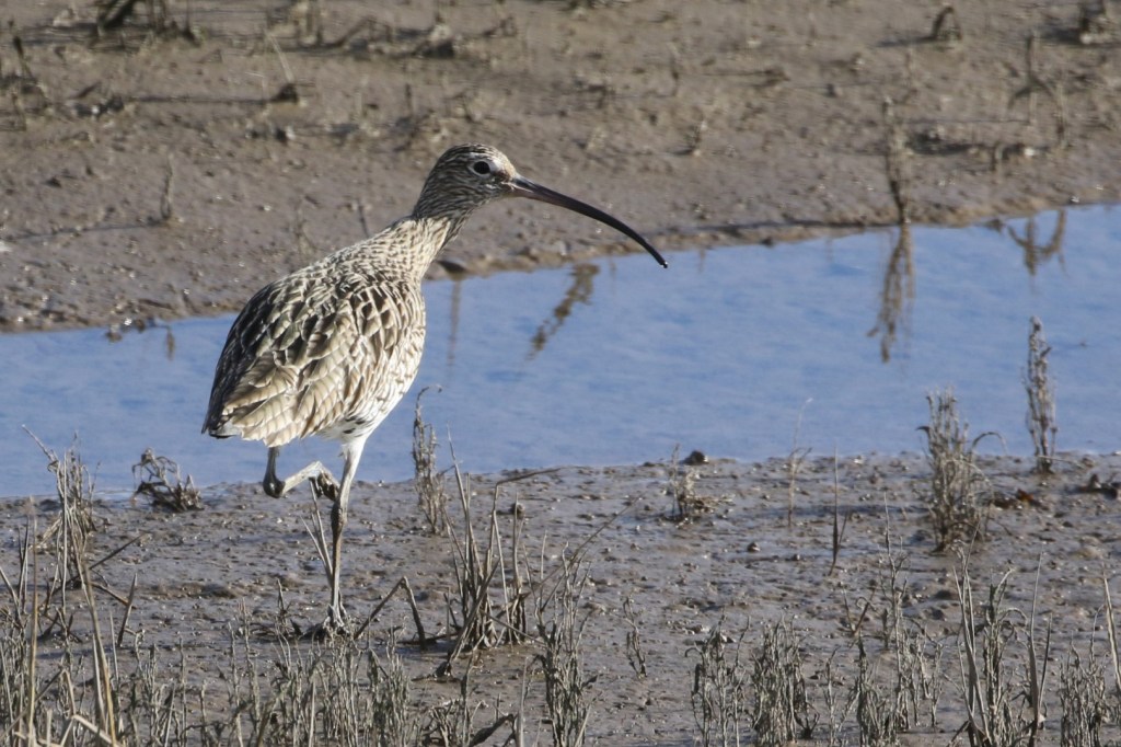 Curlew Wintering in Morecambe Bay