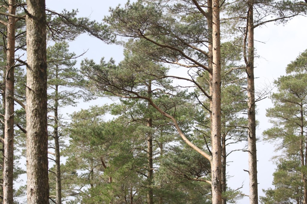 Cumbria’s Crossbills