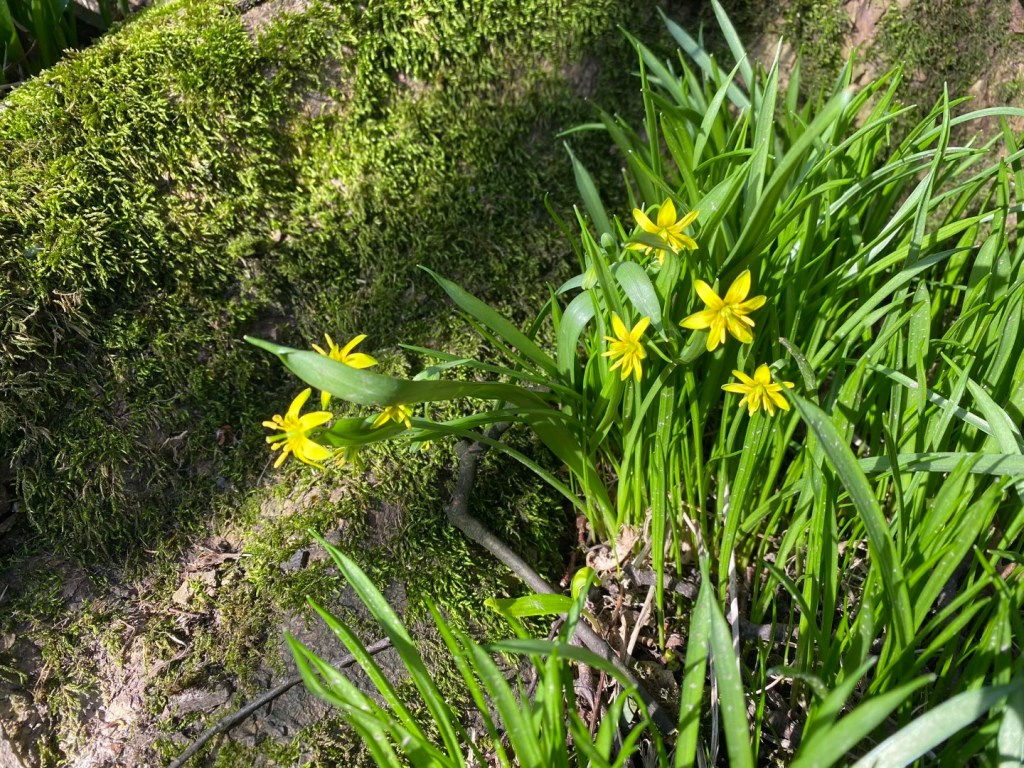 Yellow Star-of-Bethlehem