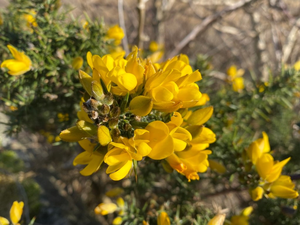 The Power of Gorse as a Pollinator’s&nbsp;Haven
