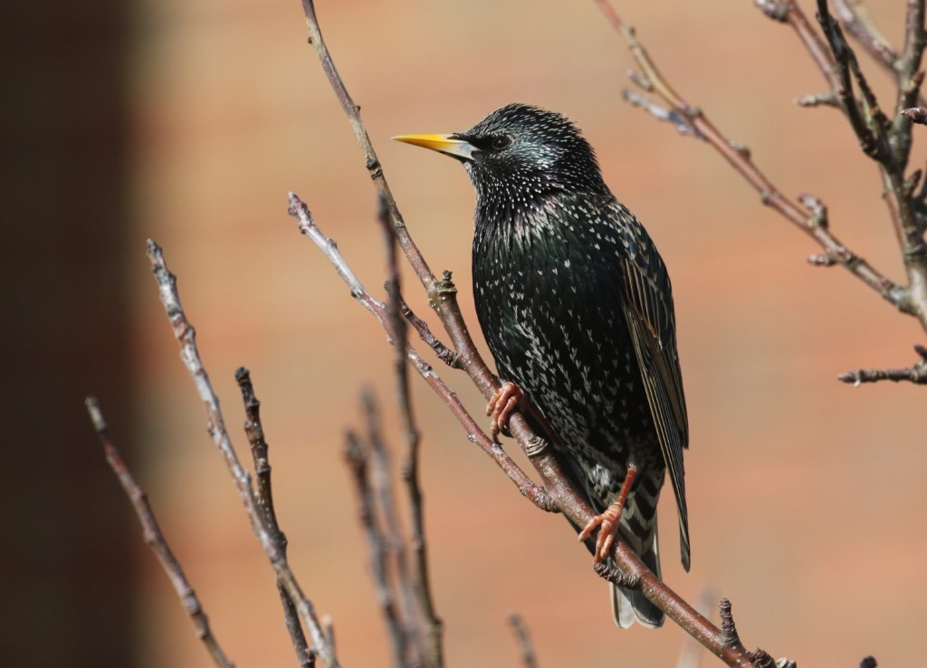 Starlings