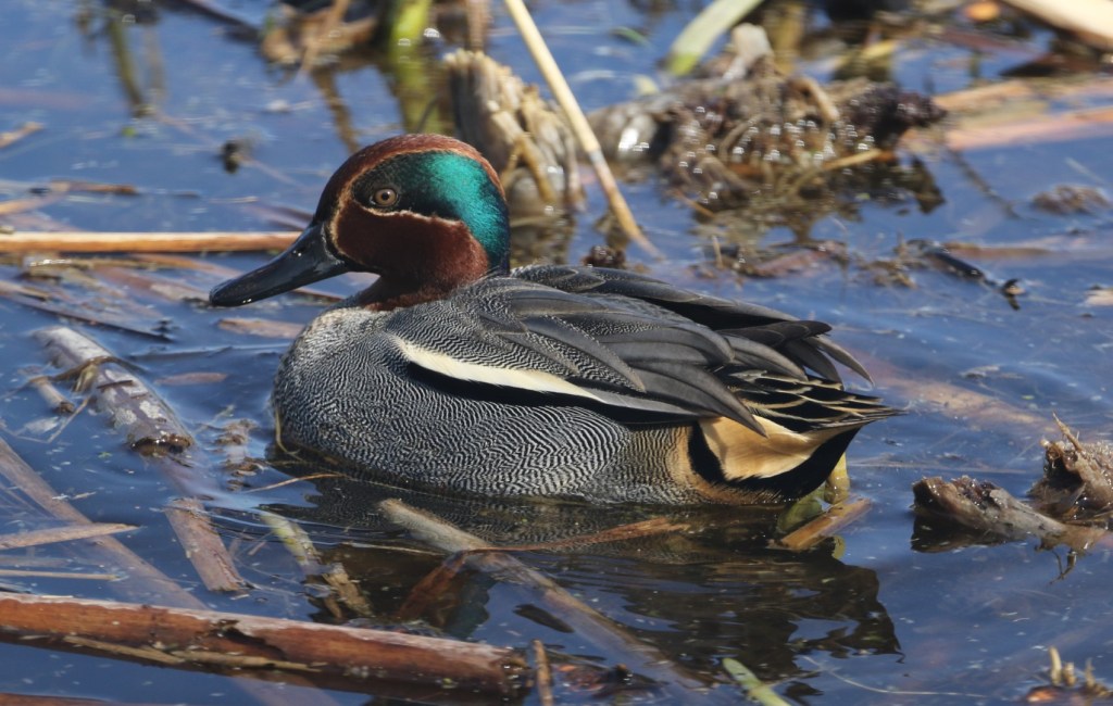 Drake Teal